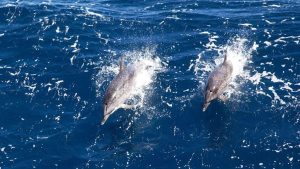 Alasan Tak Terduga Banyak Hewan Lakukan Hubungan Sesama Jenis