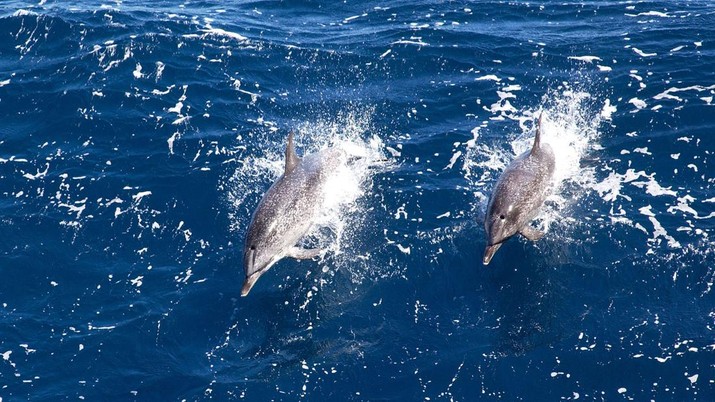 Alasan Tak Terduga Banyak Hewan Lakukan Hubungan Sesama Jenis