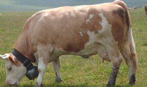 Sapi Simmental Marlboro, Pengelolaan, Perawatan, Ciri-Ciri Dan Kontribusi Terhadap Ekonomi Peternakan